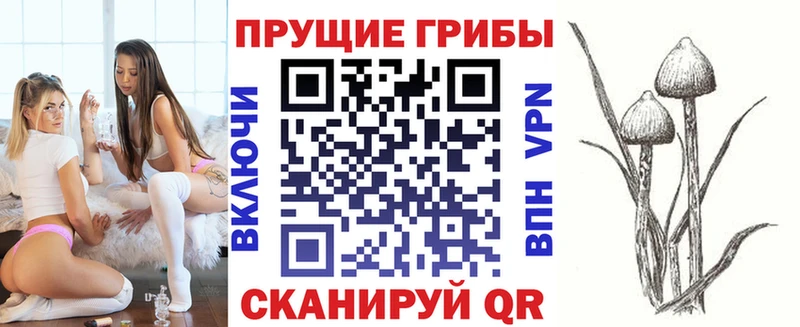 Купить где  Змеиногорск  Галлюциногенные грибы Psilocybe 